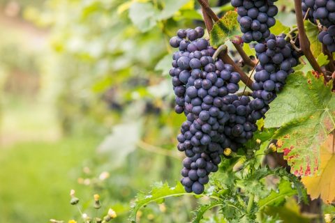 Les appellations viticoles Sauternes, tout ce que vous devez savoir sur cette dénomination viticole